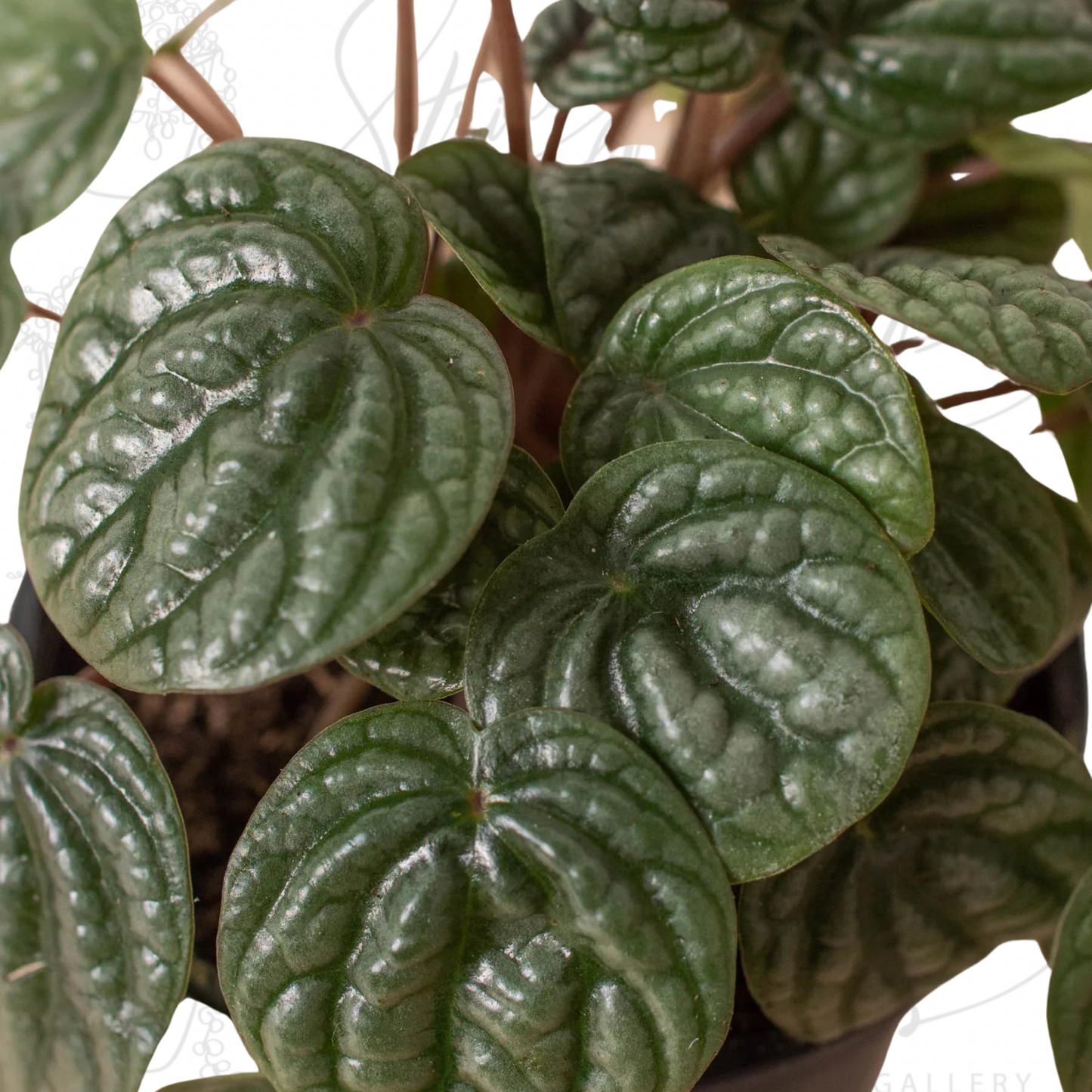 Peperomia 'Burbella'