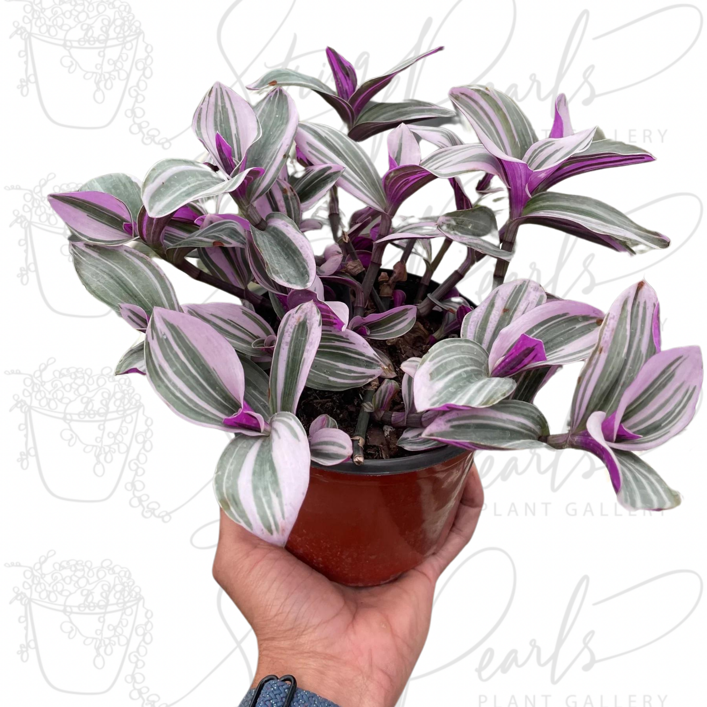 Tradescantia 'Nanouk'