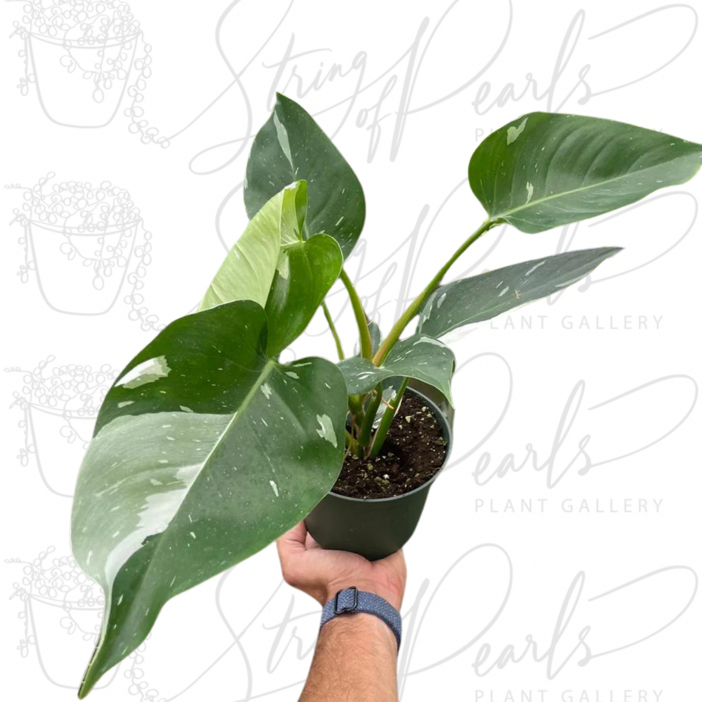 Philodendron 'White Princess'