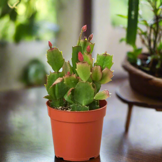 Zygocactus 'Christmas Cactus'