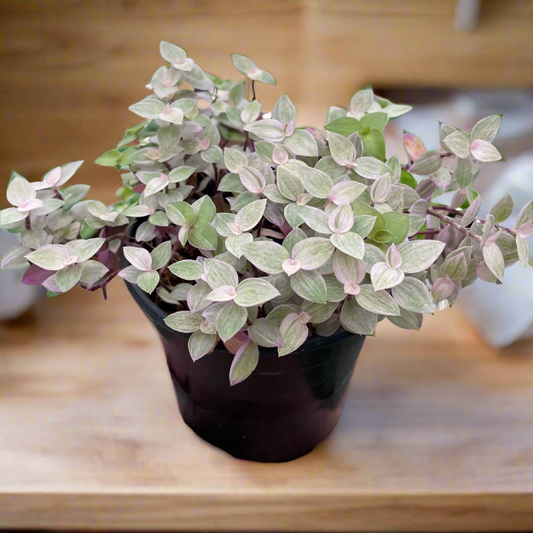 Tradescantia Callisia 'Pink Panther'