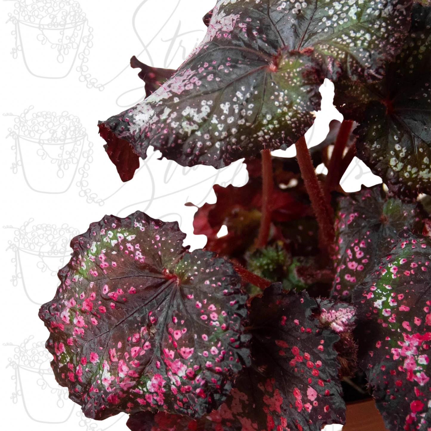 Begonia 'Rex' - 4 Pack Variety