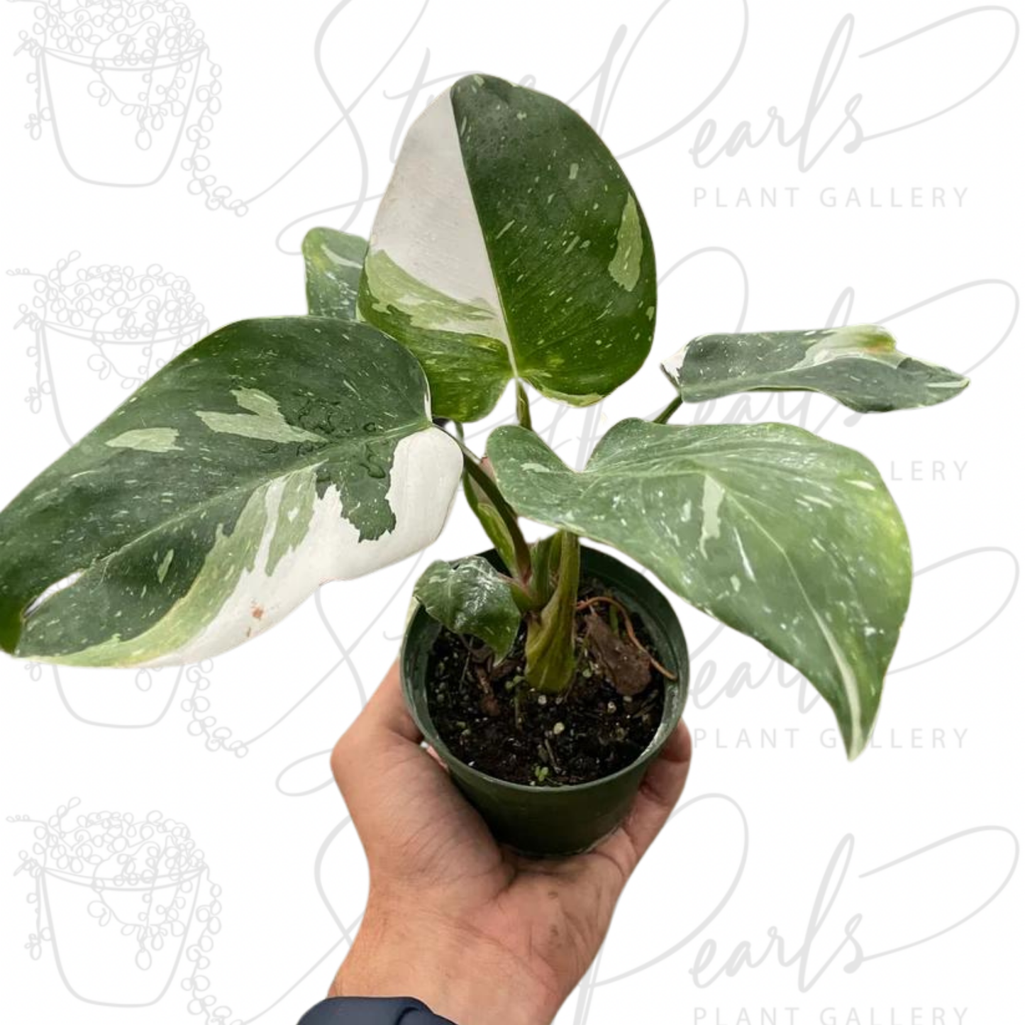 Philodendron 'White Princess'