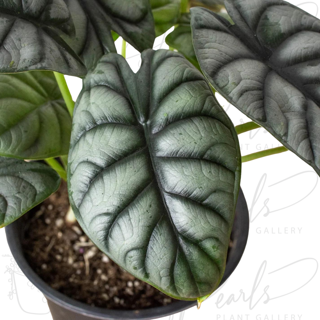 Alocasia Silver Dragon