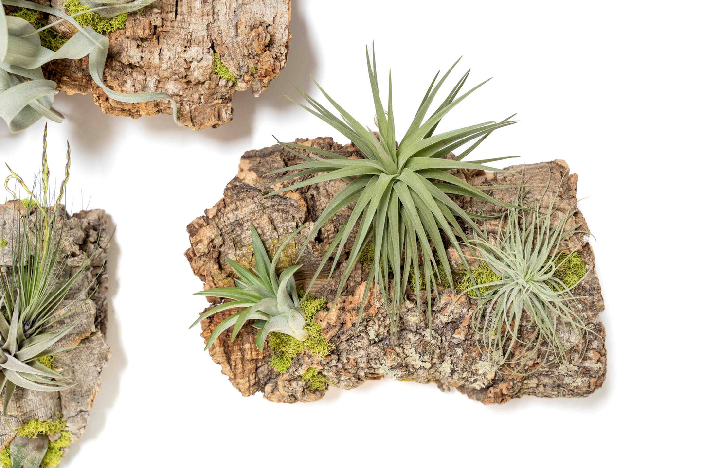 Fully Assembled Air Plant Cork Bark Displays- Multiple Sizes