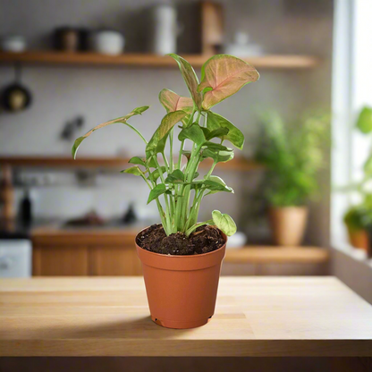 Syngonium Strawberry