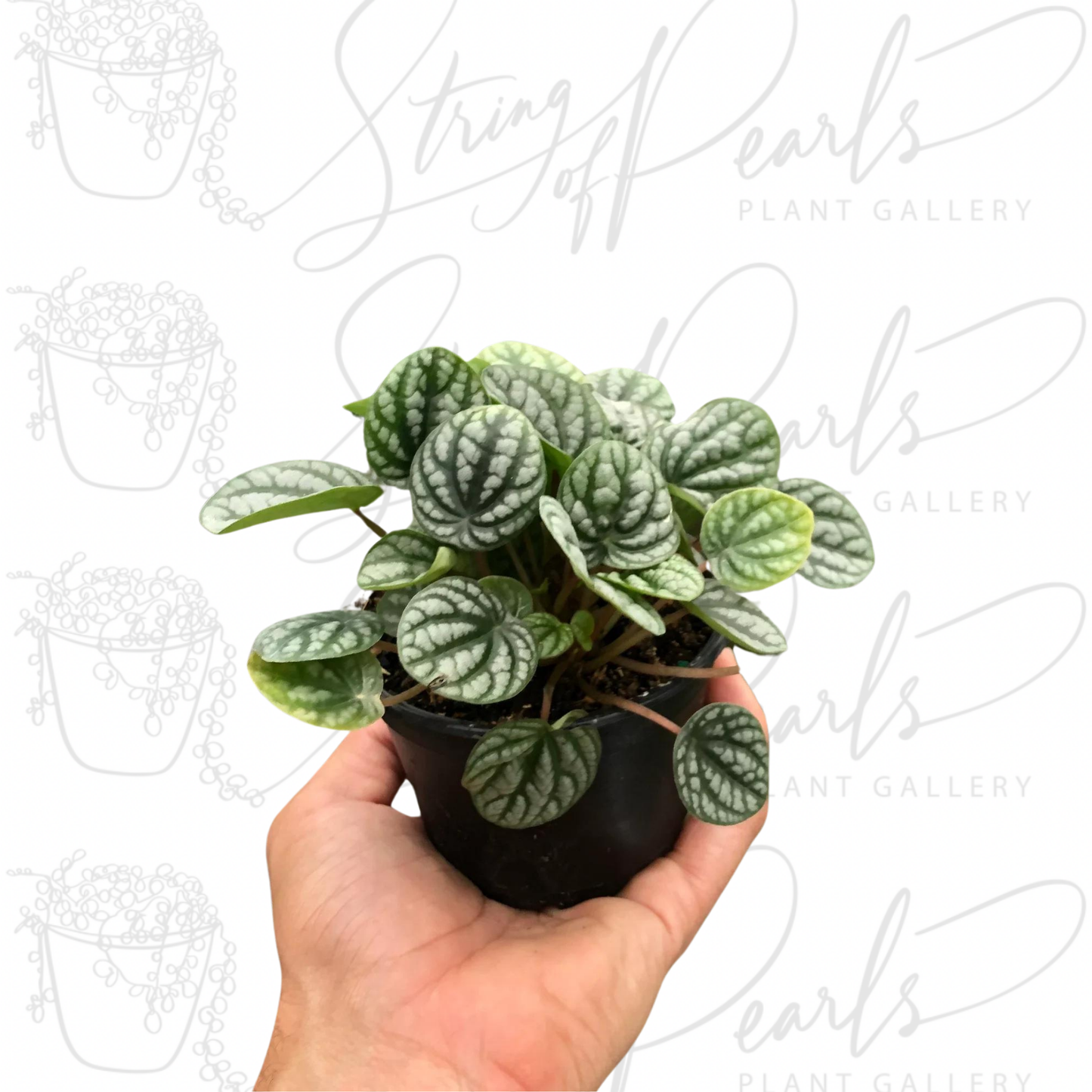 Peperomia 'Burbella'