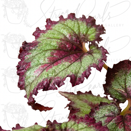 Begonia 'Rex' - 4 Pack Variety