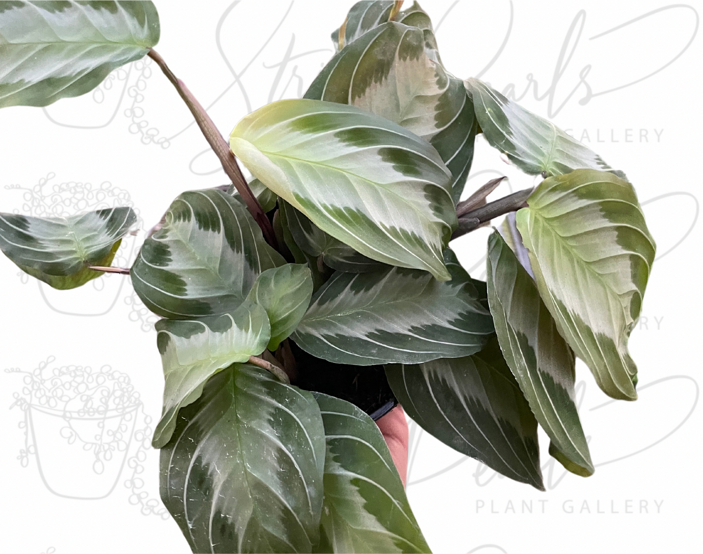 Maranta 'Silver Band'