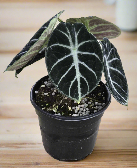 Alocasia 'Ninja'