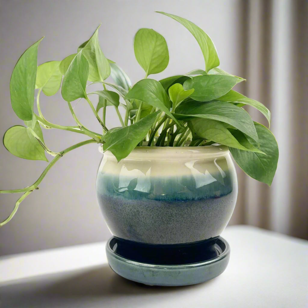 6" Dark Blue Ceramic Pot with Cream Rim & Attached Saucer