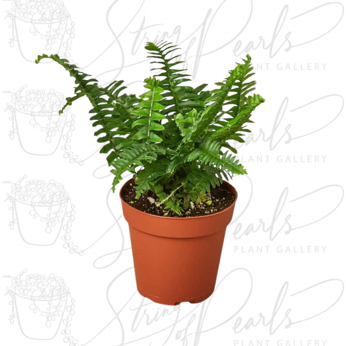 Jester's Crown Fern