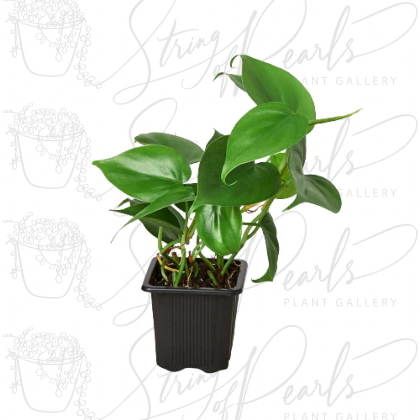 Philodendron Cordatum Heartleaf