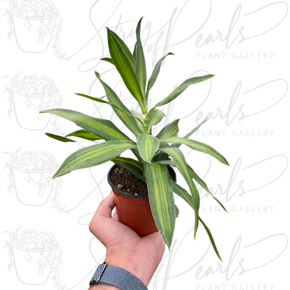 Dracaena 'Song of Jamaica'