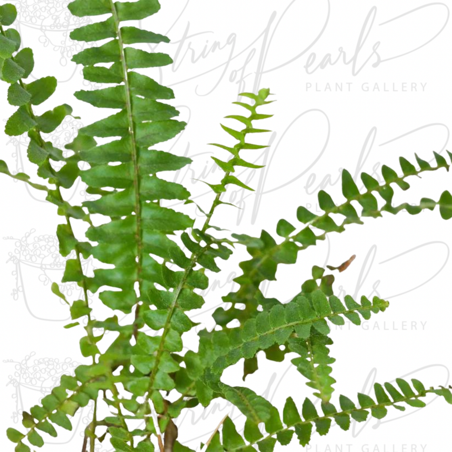 Jester's Crown Fern