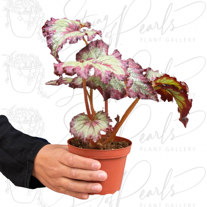 Begonia 'Rex' - 4 Pack Variety