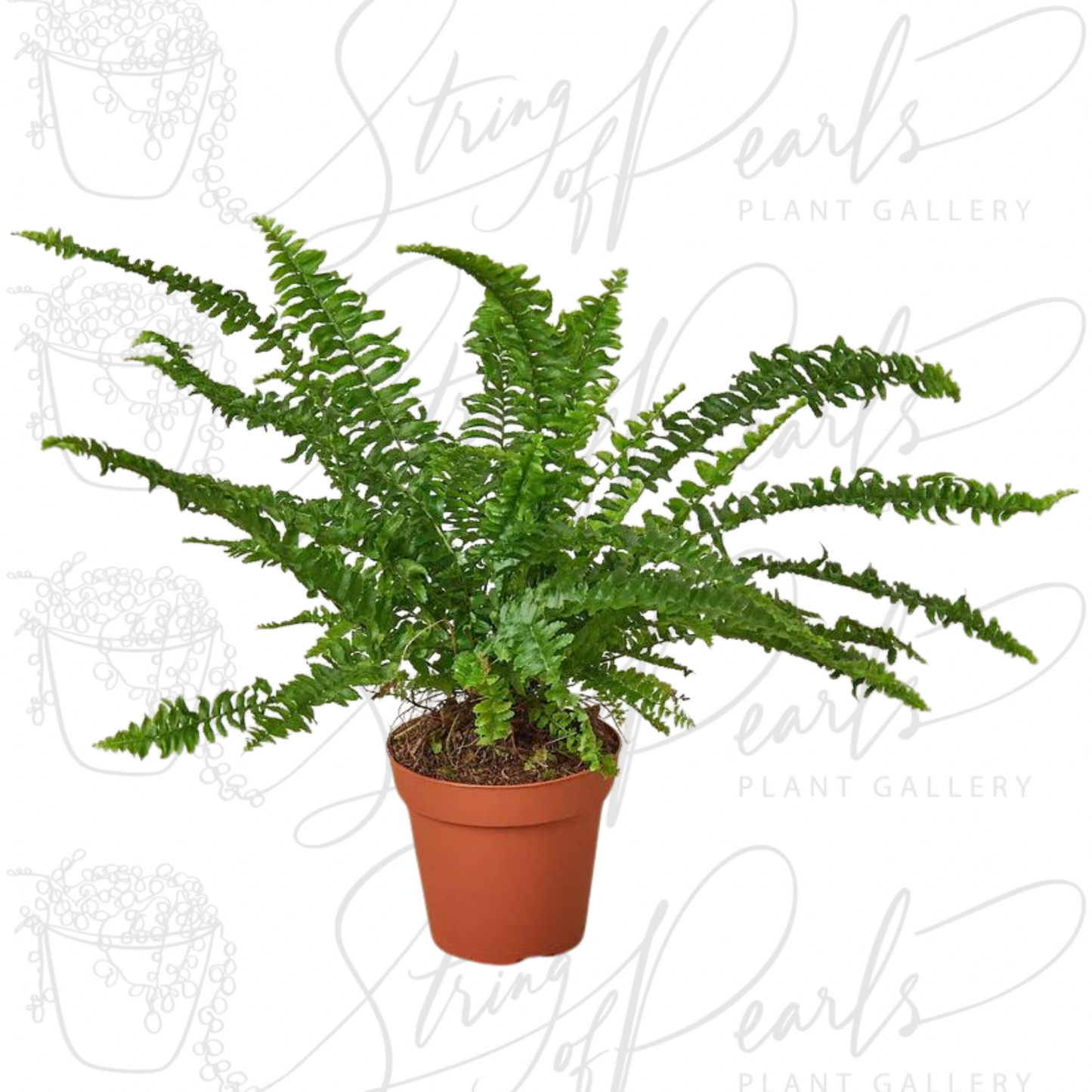 Jester's Crown Fern