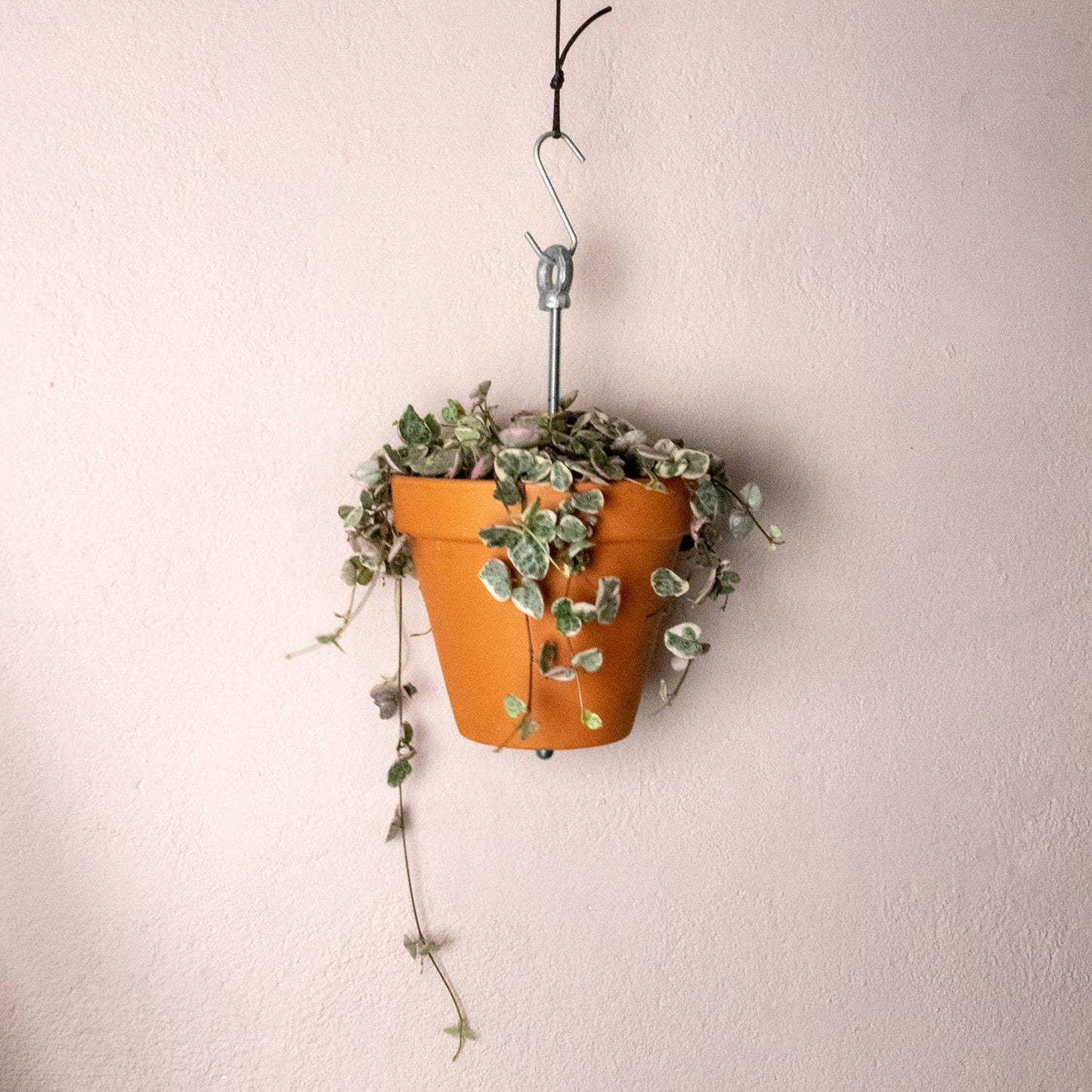 Bolty – Hanging planter system for plant pots