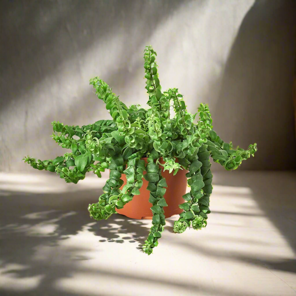 Lipstick Plant 'Curly'