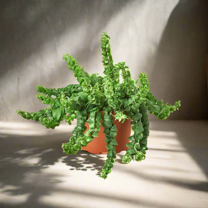 Lipstick Plant 'Curly'