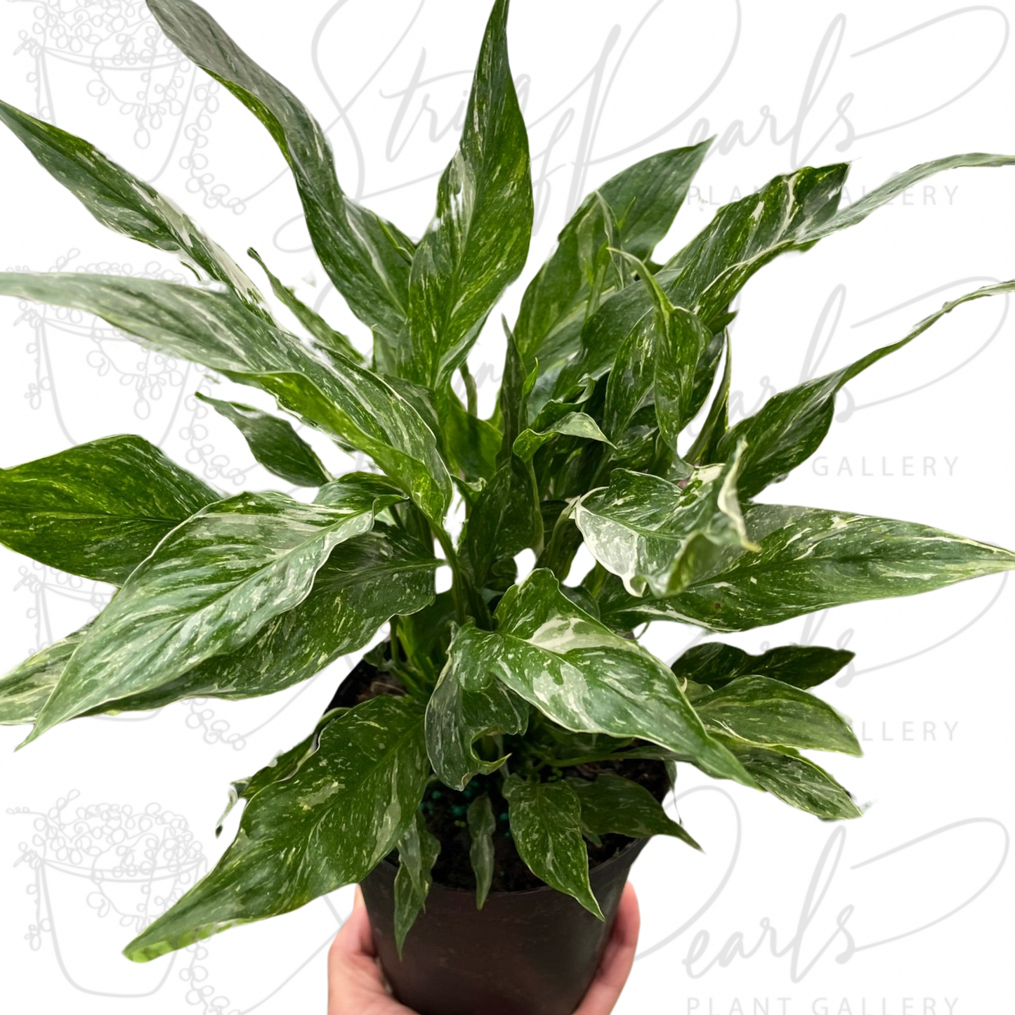 Variegated Spathiphyllum 'Domino'