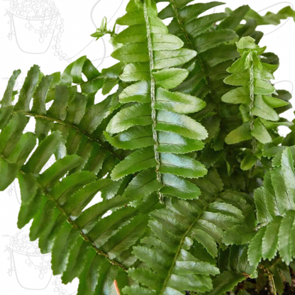 Jester's Crown Fern