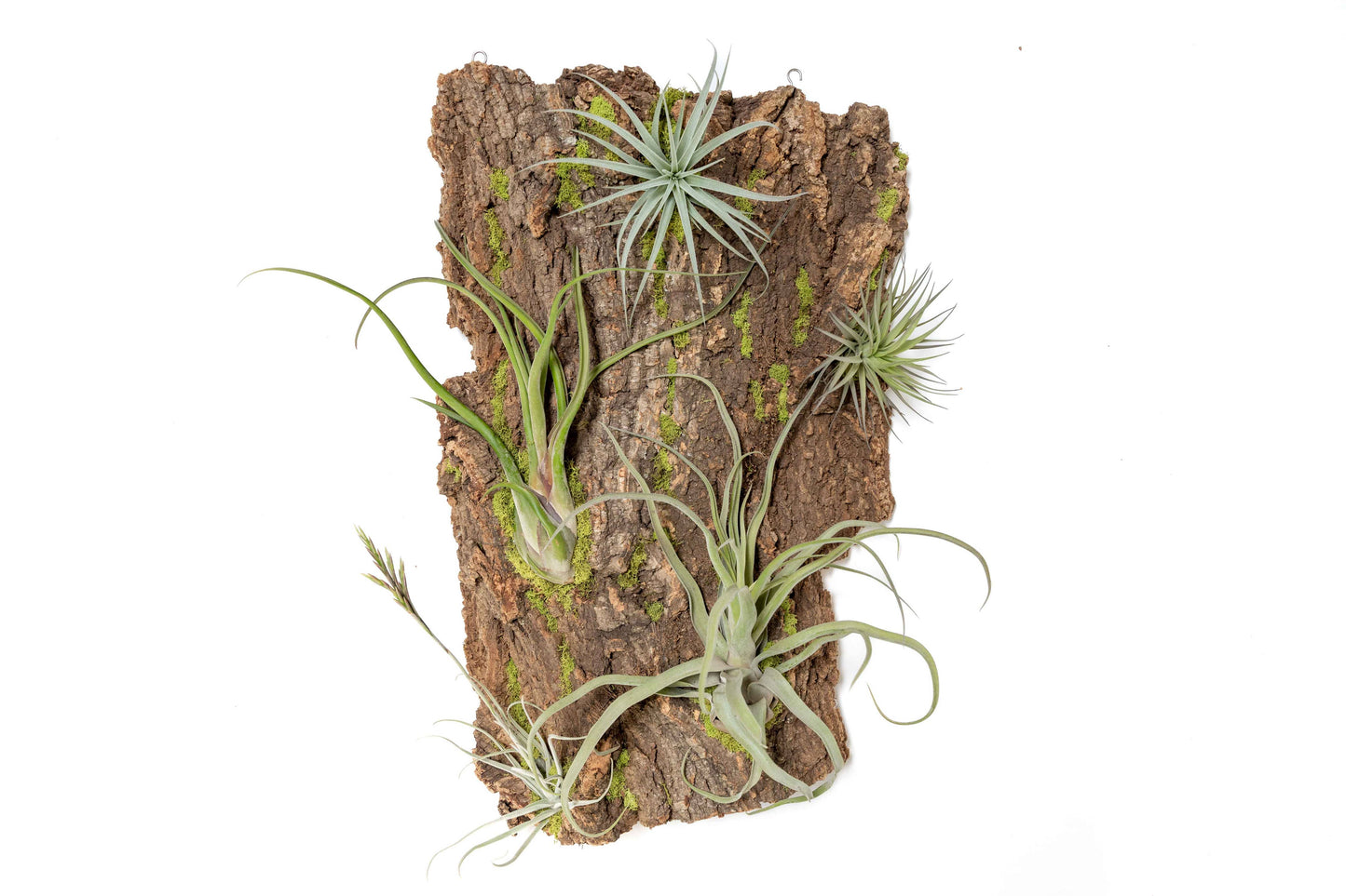 Fully Assembled Air Plant Cork Bark Displays- Multiple Sizes