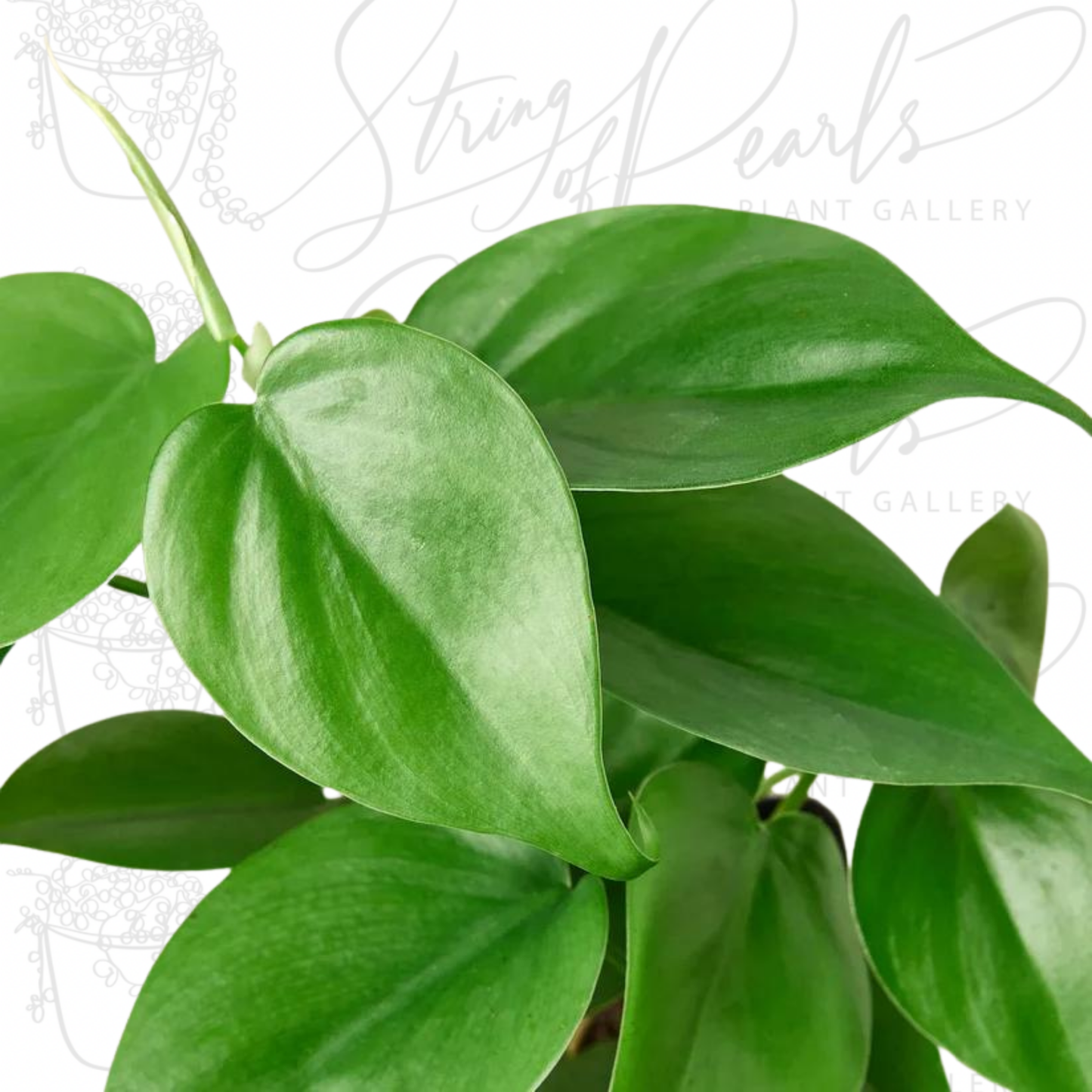 Philodendron Cordatum Heartleaf