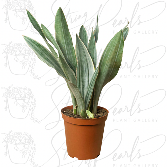 Snake Plant 'Sayuri'