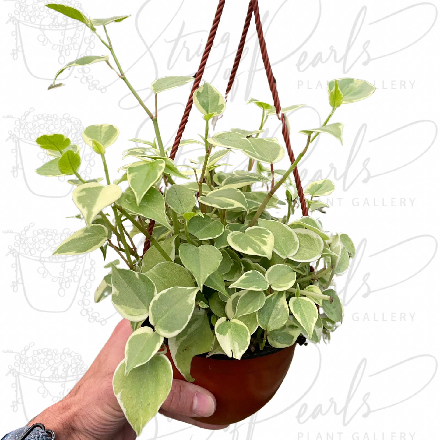 Peperomia 'Cupid'