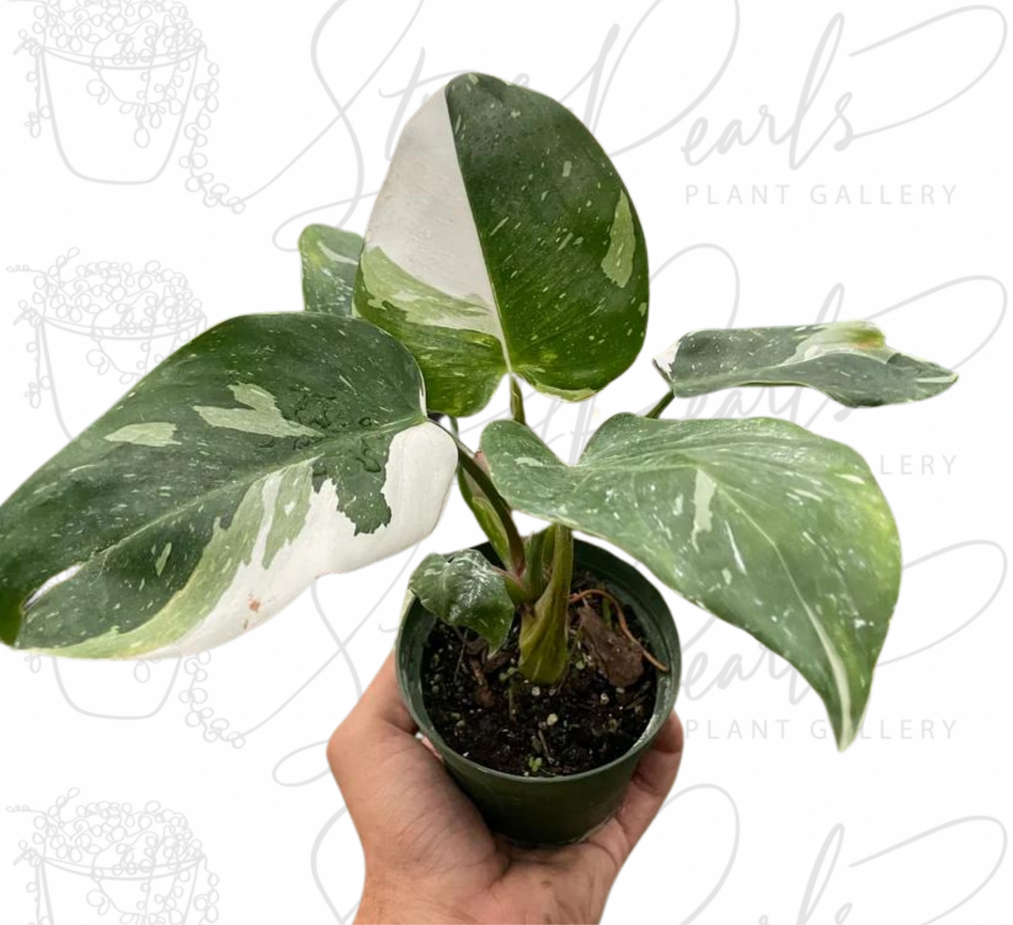 Philodendron 'White Princess'