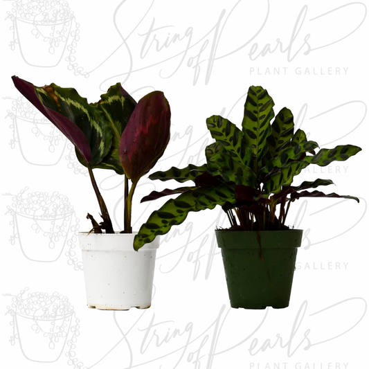 A pair of potted Calathea plants, each with distinct leaf patterns. The plant on the left is a Calathea Medallion, featuring large, rounded leaves with dark green and light green patterns on top and deep burgundy undersides. The plant on the right is a Calathea Lancifolia (Rattlesnake Plant), characterized by its elongated, wavy leaves with dark green spots on a light green background and deep purple undersides. Both plants are known for their striking foliage and are popular as decorative indoor plants.