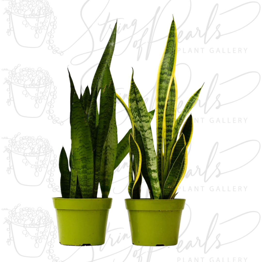 A pair of potted Snake Plants (Sansevieria trifasciata), also known as Mother-in-Law's Tongue, with tall, upright, sword-shaped leaves. The plant on the left has dark green leaves with light green horizontal stripes, while the plant on the right has similar leaves with yellow edges. These plants are known for their hardiness and air-purifying qualities, making them popular choices for indoor spaces.