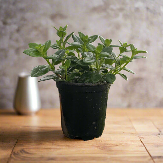 Goldfish Plant - 4" Live Plant