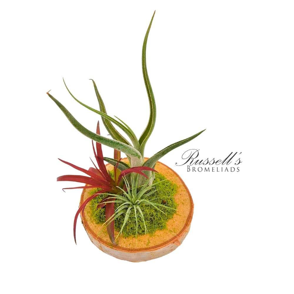 Wood Arrangement with Air Plants