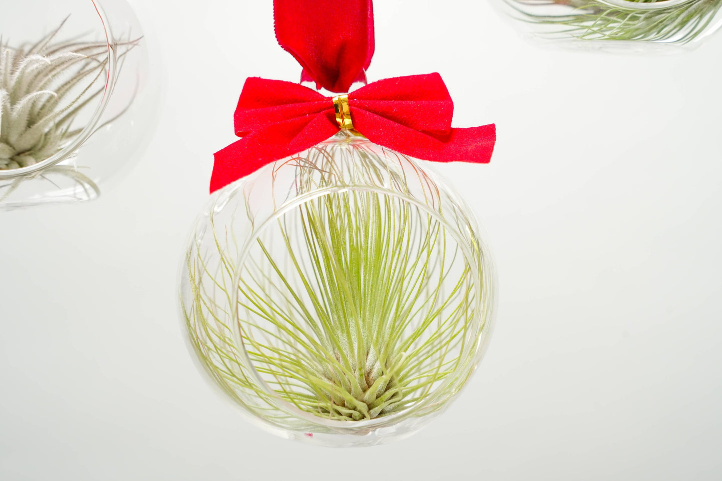 Mini Velvet Bow Ornament Globes with Assorted Air Plants