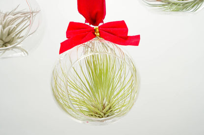 Mini Velvet Bow Ornament Globes with Assorted Air Plants