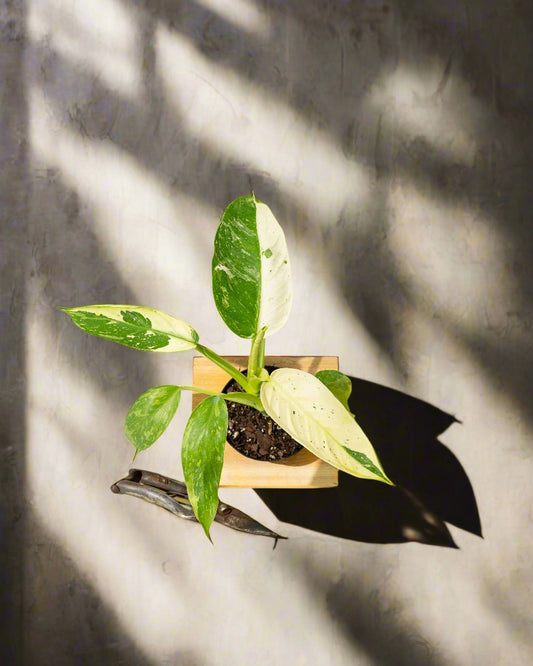 Potted plant on a yellow background