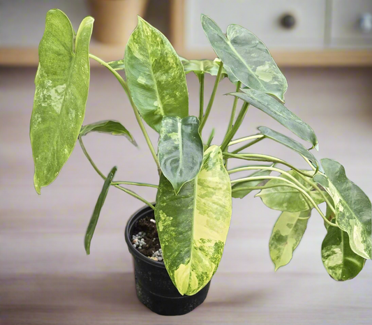 Philodendron Burle Marx Variegated