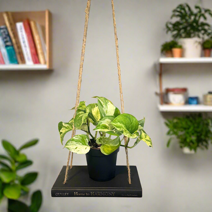 Hanging Book Plant Holder