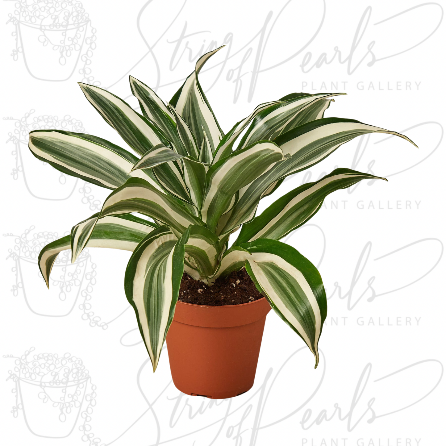 Dracaena 'Warneckii White Jewel'