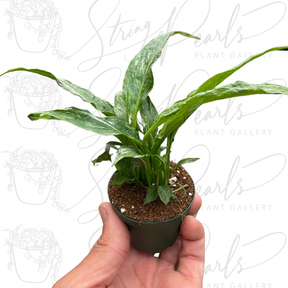 Variegated Spathiphyllum 'Domino'