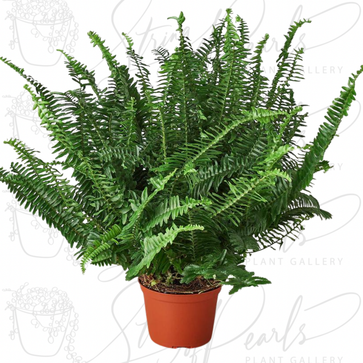 Jester's Crown Fern