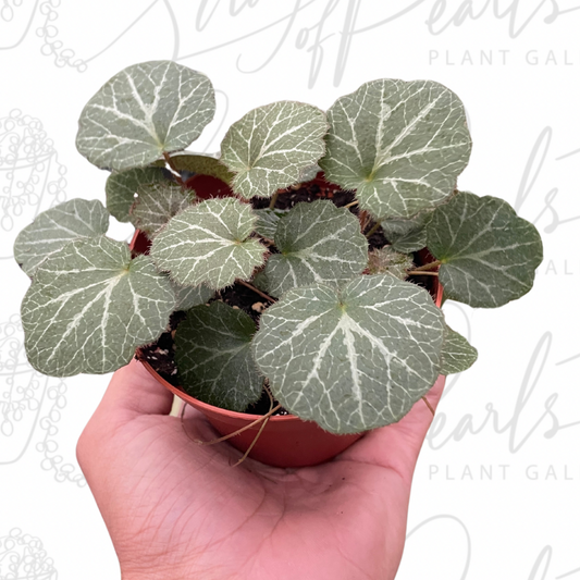 Begonia 'Strawberry'