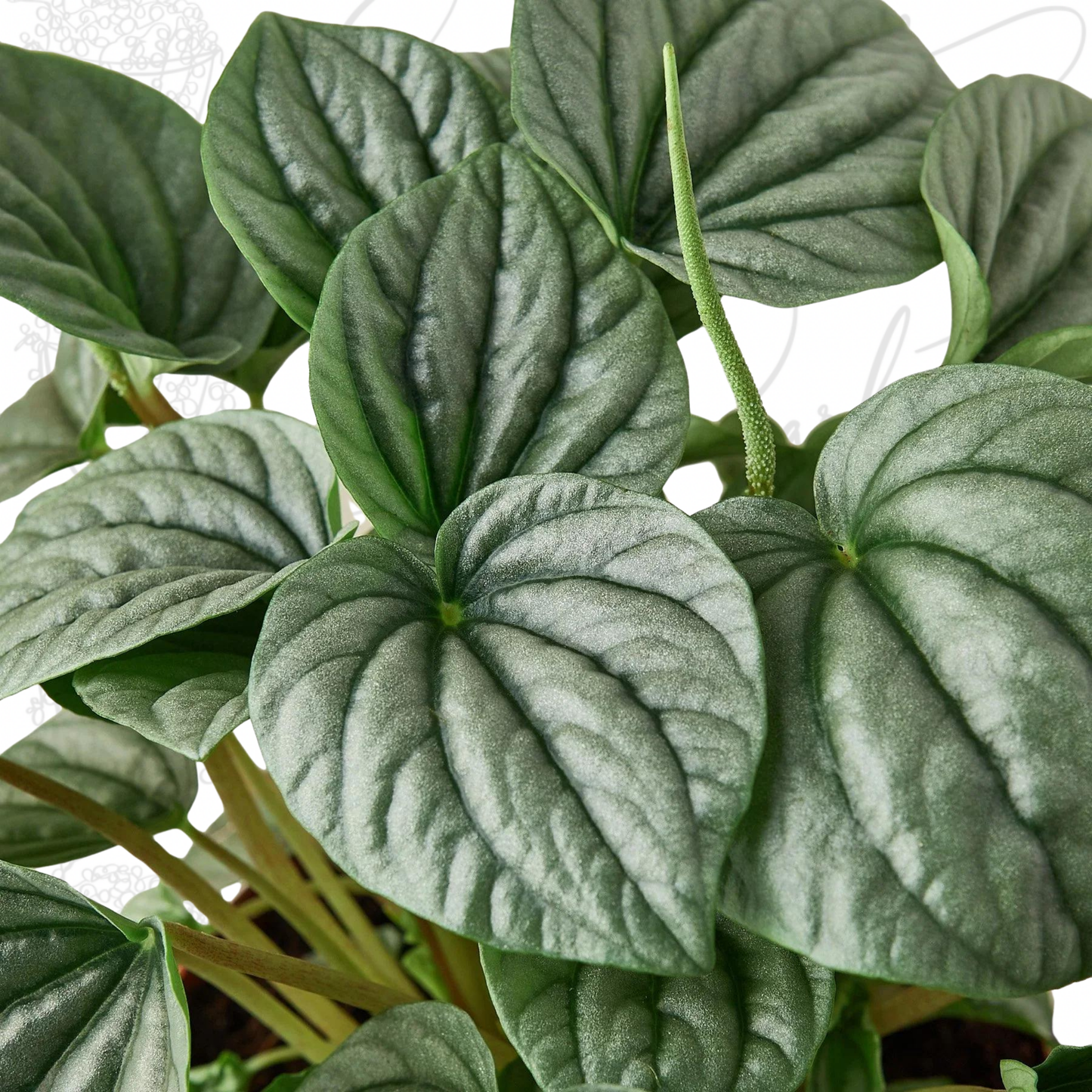 Peperomia 'Frost'