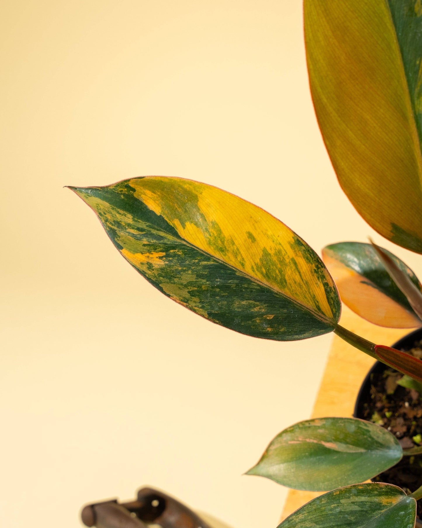 Variegated Philodendron Red Congo 'Red Hot'
