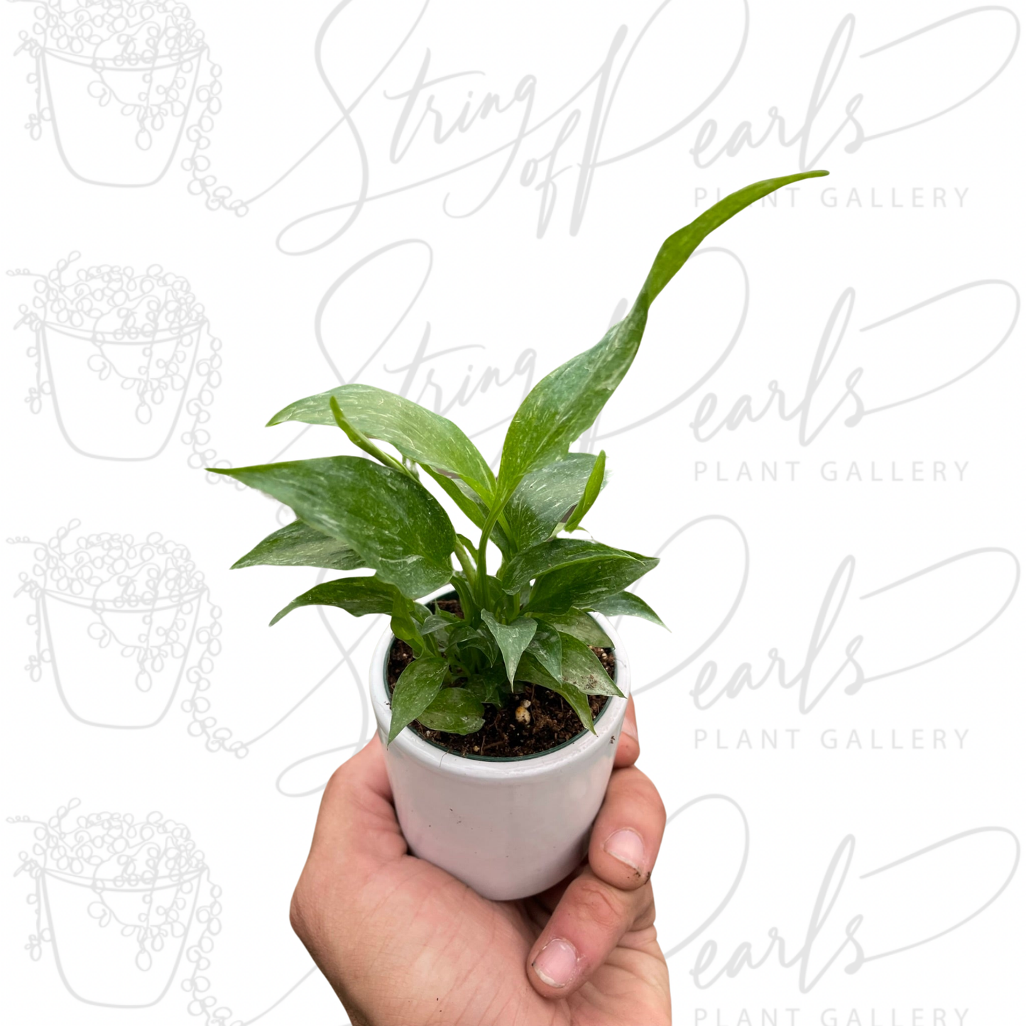 Variegated Spathiphyllum 'Domino'