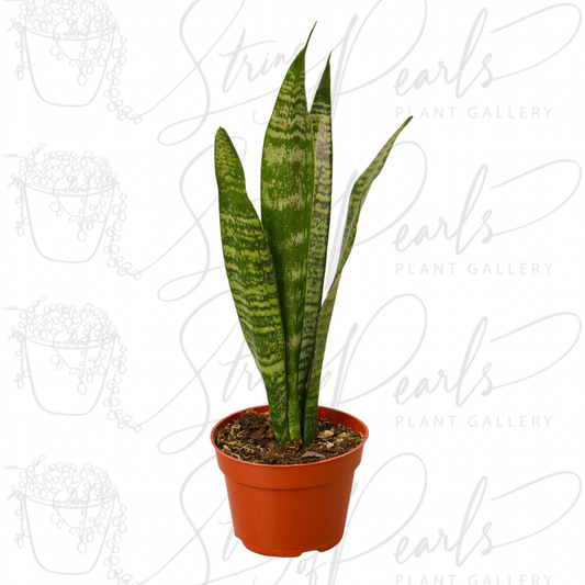 Snake Plant 'Zeylanica'