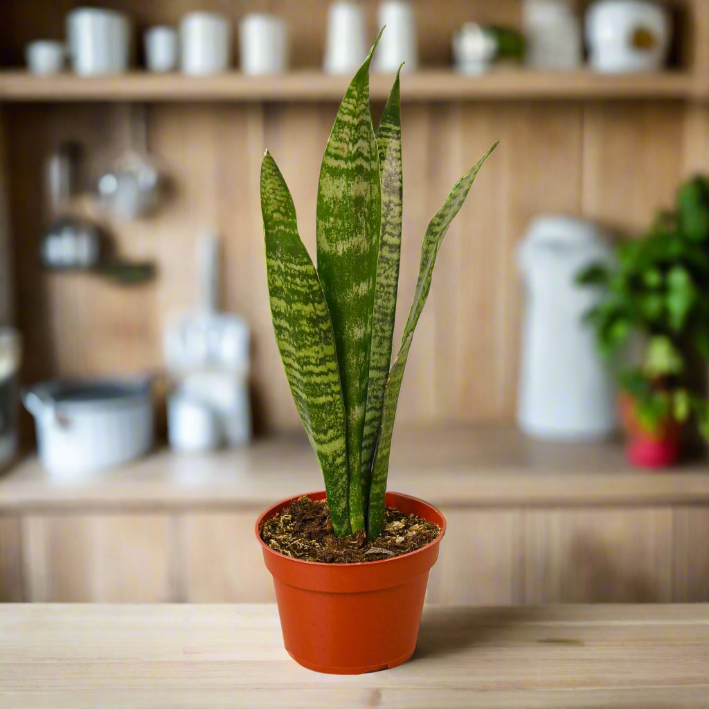 Snake Plant 'Zeylanica'