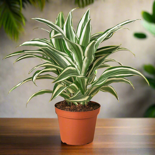 Dracaena 'Warneckii White Jewel'